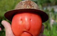 这个拉里伯德番茄既恐怖又搞笑