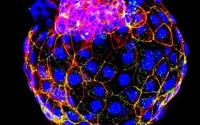 研究人员使用人类干细胞模拟人类囊胚