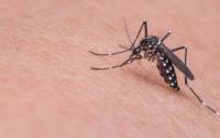 佛罗里达州将释放7点5亿只转基因蚊子
