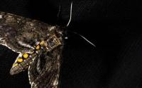 研究人员利用飞蛾从天而降传感器