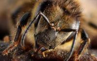 理工大学研究人员说蜜蜂可以将符号与数字联系起来