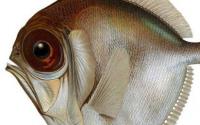 昆士兰大学科学家说生活在深海的鱼可以看到颜色