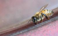 圭尔夫大学流行的杀虫剂使蜜蜂容易受到致命螨虫的侵害