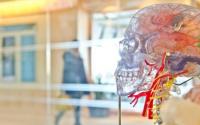 波士顿大学新研究经颅刺激使旧大脑同步回到年轻状态