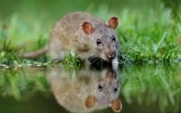 英媒：日本研究人员让“男男生子”在老鼠身上实现
